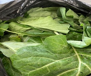 Garden leaves harvested in a bag. 